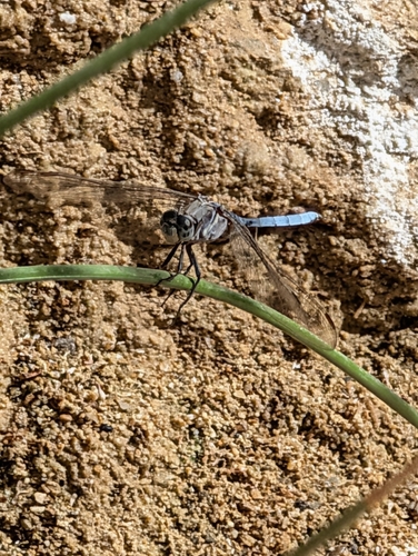 Epaulet Skimmer