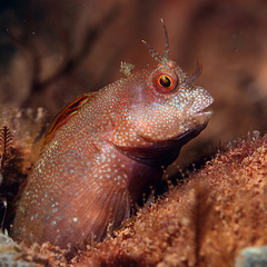 Mimoblennius atrocinctus