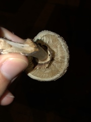 Chlorophyllum molybdites