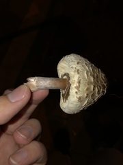 Chlorophyllum molybdites