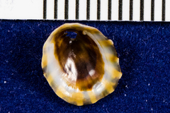 Lottia conus