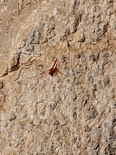 Orange-winged Dropwing