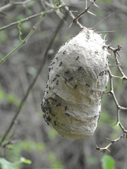 Polybia