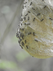Polybia