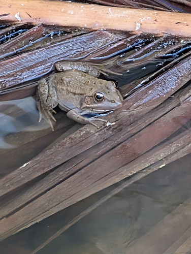Sahara Frog