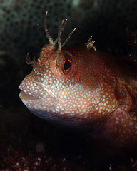 Mimoblennius atrocinctus