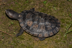 Gibba Turtle photo 4