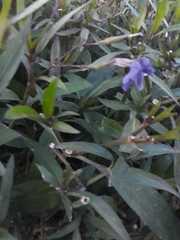 Ruellia simplex