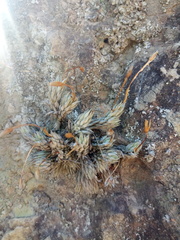 Tillandsia pedicellata