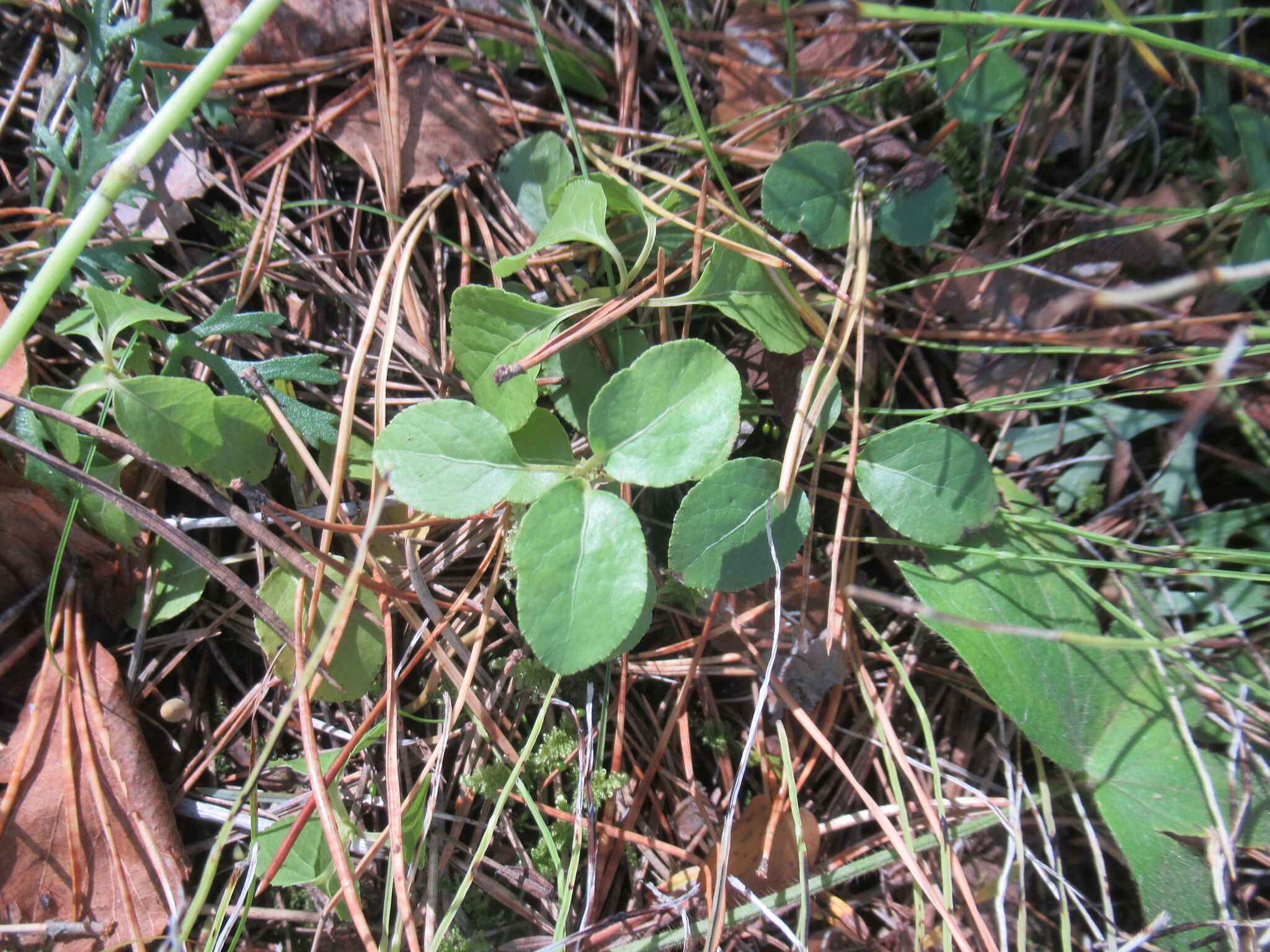 Orthilia obtusata