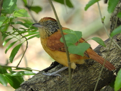 Thamnophilus doliatus