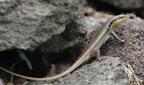 African Five-lined Skink