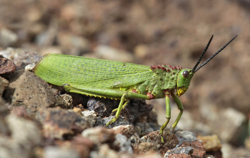 Green Milkweed Locust