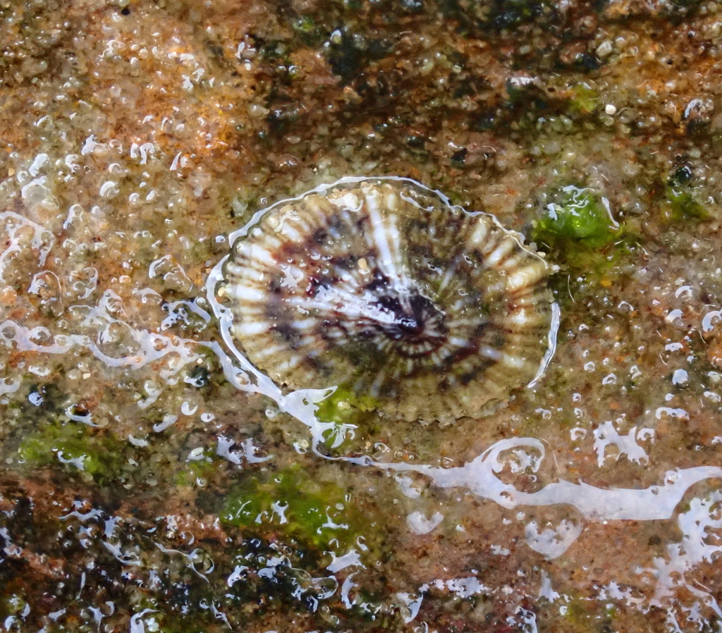Siphonaria caledonica