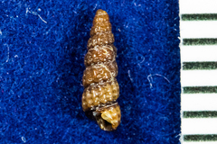 Cerithiopsidae