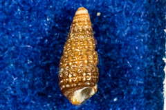 Cerithiopsis