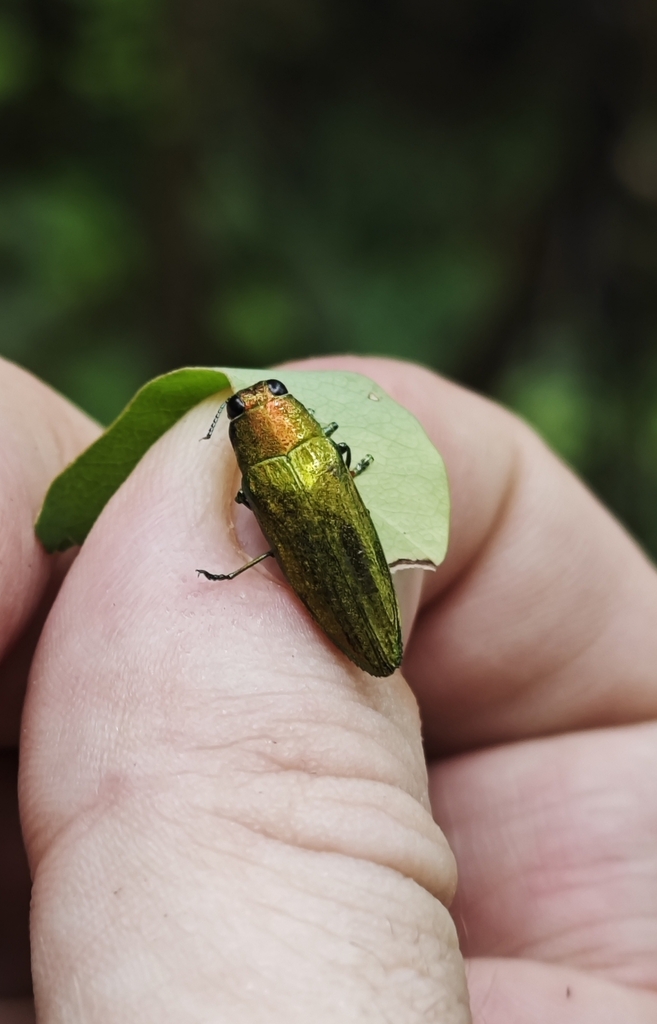 Philocteanus vitalisi