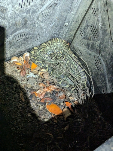 Coastal Carpet Python sighting