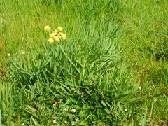 Lomatium triternatum brevifolium
