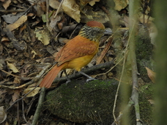 Thamnophilus doliatus