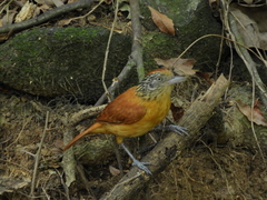 Thamnophilus doliatus