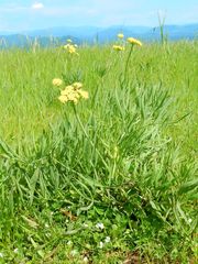 Lomatium triternatum brevifolium