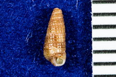 Cerithiopsis
