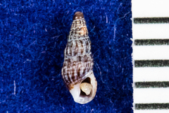 Columbellidae