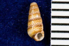 Cerithiopsis