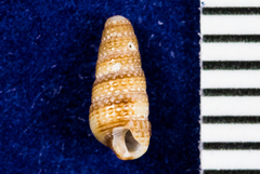 Cerithiopsis