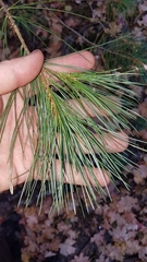 Pinus leiophylla