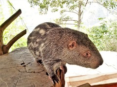 Pacarana photo 2