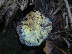 Hypocreaceae
