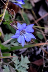 Metagentiana gentilis