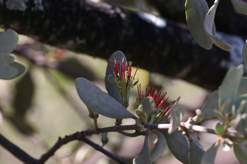 Amyema fitzgeraldii (Amyema fitzgeraldii)