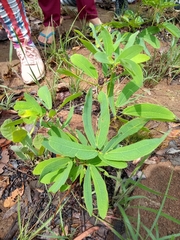 Calliandra longipes