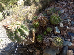 Echinopsis bridgesii