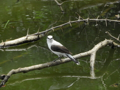 Fluvicola nengeta
