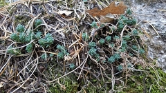 Sedum cockerellii