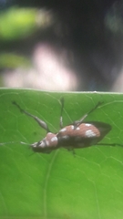 Naupactus bellus