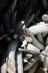 Caputia scaposa, photograph (c) Karen Eichholz, some rights reserved (CC BY)