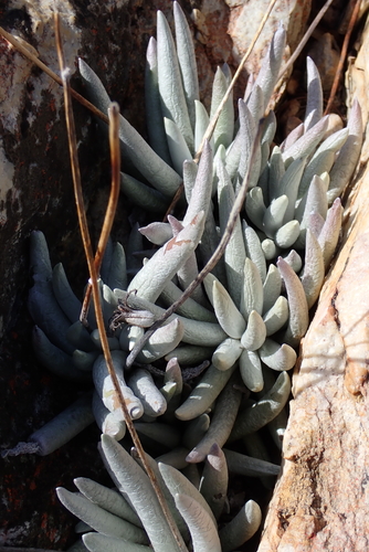 Caputia Staghorne (Caputia scaposa)