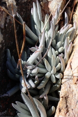 Caputia scaposa, photograph (c) Karen Eichholz, some rights reserved (CC BY)