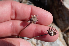 Caputia scaposa, photograph (c) Karen Eichholz, some rights reserved (CC BY)