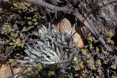 Caputia scaposa, photograph (c) Karen Eichholz, some rights reserved (CC BY)