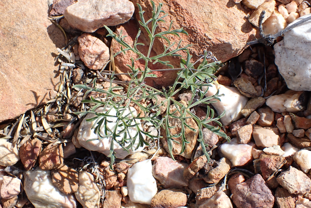 Pelargonium luteolum; photograph (c) Karen Eichholz, some rights reserved (CC BY)