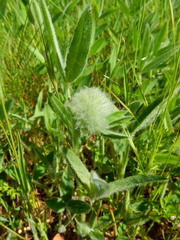 Trifolium eriocephalum eriocephalum