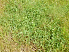 Trifolium eriocephalum eriocephalum