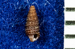 Cerithiopsis