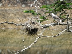 Fluvicola nengeta